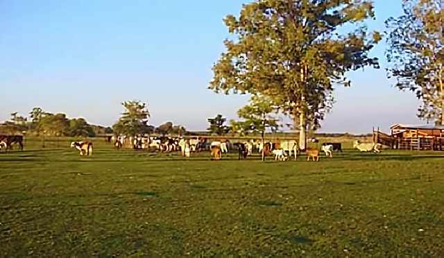 Foto 1 - Fazendas no paraguay com gesto
