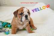 Cachorros bulldog inglês saudáveis