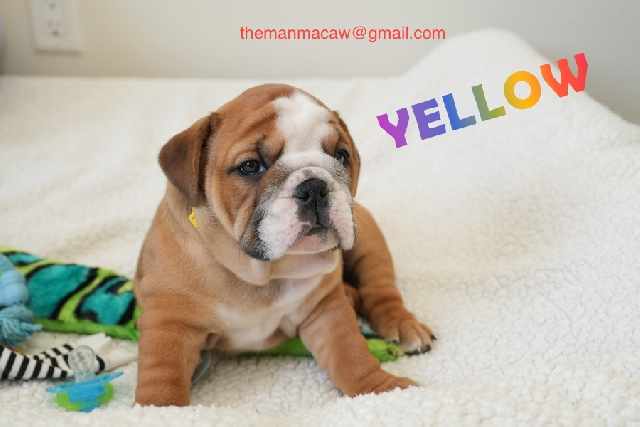 Foto 1 - Cachorros bulldog ingls saudveis